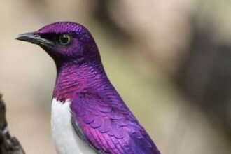 How to Identify Common Purple Bird Species
