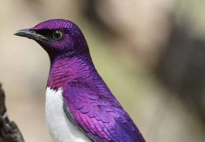 How to Identify Common Purple Bird Species