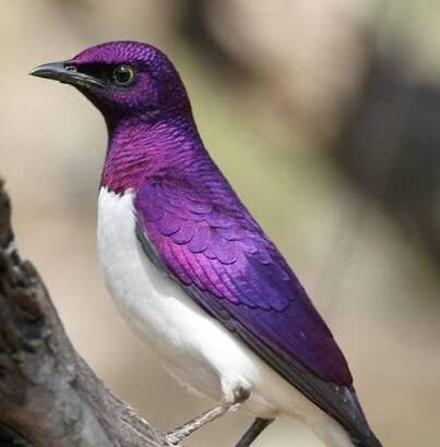 How to Identify Common Purple Bird Species