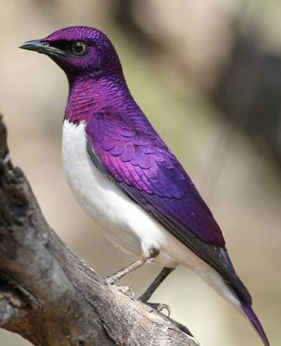 How to Identify Common Purple Bird Species