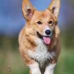 5 Stunning Corgi Colors You Need to Know