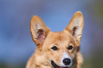 5 Stunning Corgi Colors You Need to Know
