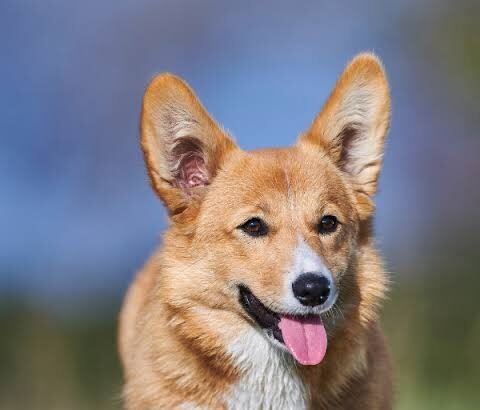 5 Stunning Corgi Colors You Need to Know