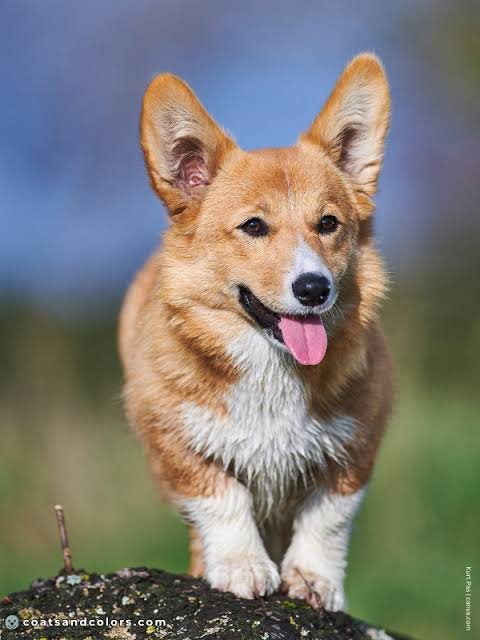 5 Stunning Corgi Colors You Need to Know